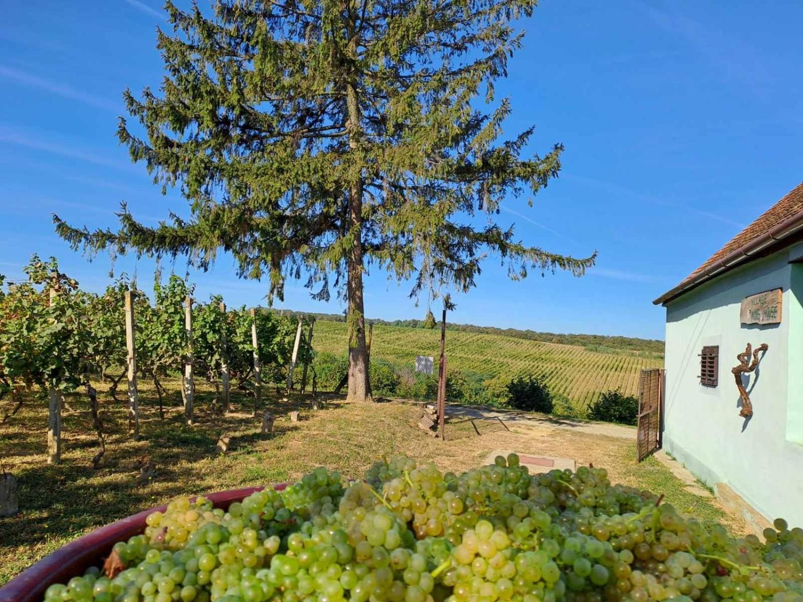 Village Wine House Mandicevac Luaran gambar